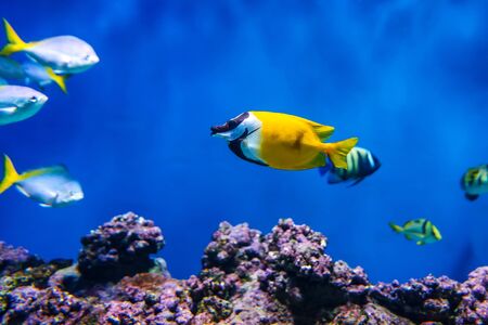 Siganus vulpinus Fox Face fish in the aquariumの写真素材