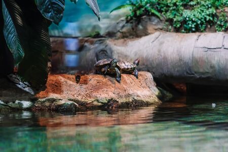 Hawksbill Turtle Eretmochelys imbricata on the beach near the water in the zooの写真素材