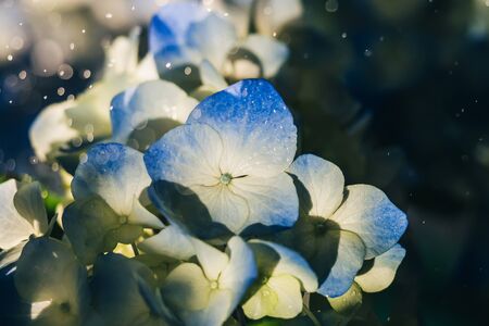 Beautiful blue yellow hydrangea flowers with dew dropsの写真素材