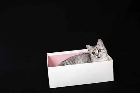 Scottish straight striped grey cat sits in a white boxの写真素材
