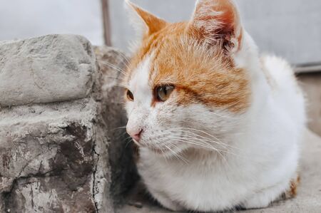portrait of a red and white catの写真素材