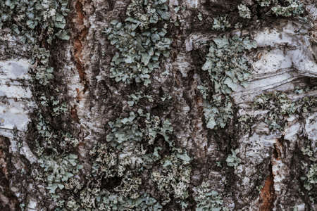 old birch bark texture with moss closeup