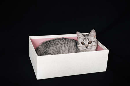 Scottish straight striped grey cat sits in a white boxの写真素材