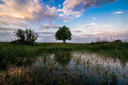 summer morning landscape with a lonely tree in a field with green grass at dawn and a pondの写真素材