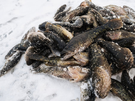 fish Perccottus glenii the catch of winter fishing lies on the snow