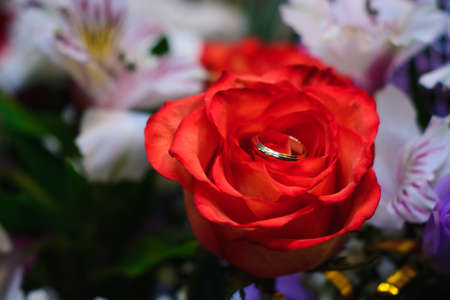 two gold wedding rings lie on a red roseの写真素材