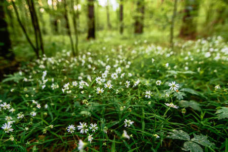 blooming wild green stellaria holostea in the forest in springの写真素材