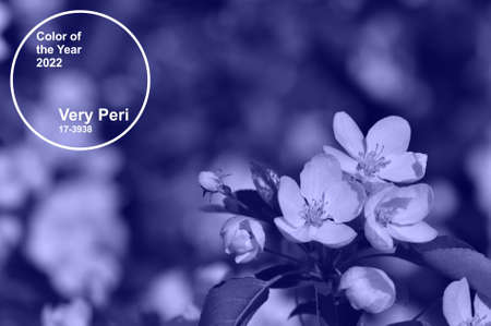 Very Peri PANTONE the color trend of 2022. Flowers painted in gradient modern colorの写真素材