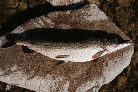 large caught fish pike lies on rock on shore