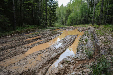 forest road with muddy ruts with water and puddles among trees