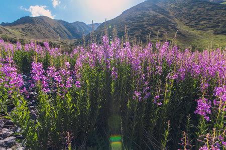 blooming chamaenerion angustifolium willow herb in field in summerの写真素材