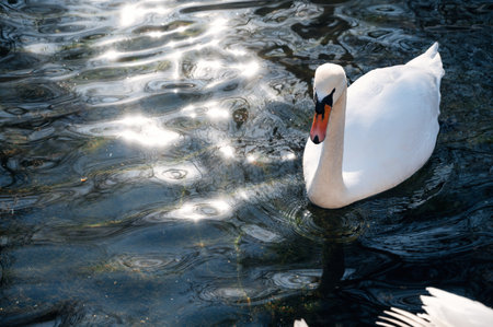 white swan swims on water in lakeの写真素材