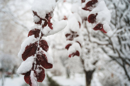 Branches of a tree with red leaves in the snow in winter in forestの写真素材
