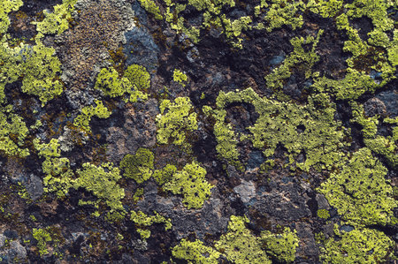 texture of stone mountain with moss close-upの写真素材