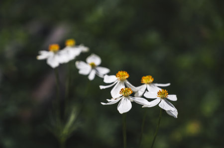white and yellow blooming flowers on field in summer close-up