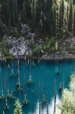 Kaindy Lake in Tien Shan mountains in Kazakhstan in summer with a sunken fir forest. Top view from a droneの写真素材