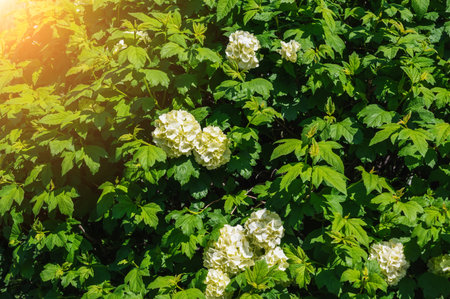 blooming spherical buldenezh viburnum bush snowball tree with white flowers in spring on sunny day close-upの写真素材