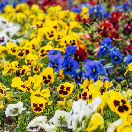 Blooming colorful bright flowers pansies on flowerbed in spring close-upの写真素材