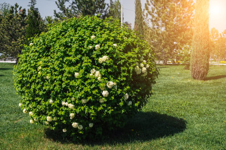 blooming spherical buldenezh viburnum bush snowball tree with white flowers in spring in park on sunny dayの写真素材