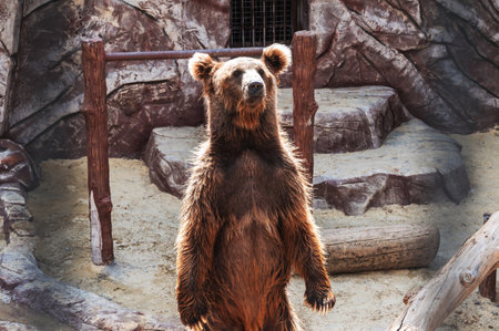 Friendly brown bear walking in zoo.の写真素材