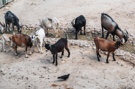 A few mismatched goats in the zoo penの写真素材