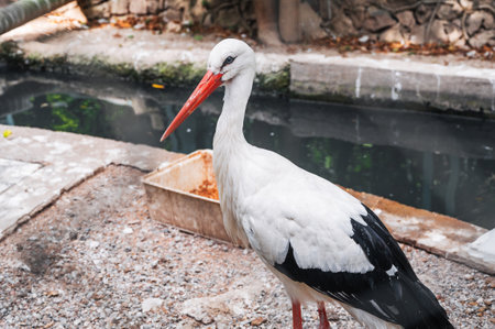 A white stork walks around the zoo.の写真素材