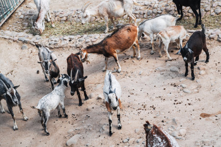 Several goats are resting in the zoo penの写真素材