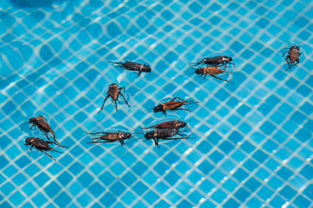Cockroaches are swimming in the pool.の写真素材