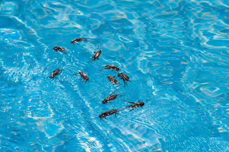 Cockroaches are swimming in the pool.の写真素材