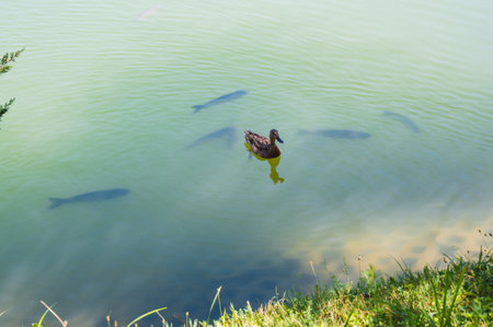 Mallard on the duck pond swims among the fish