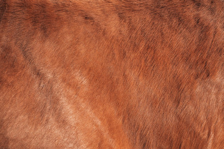 close-up of brown horse furの写真素材