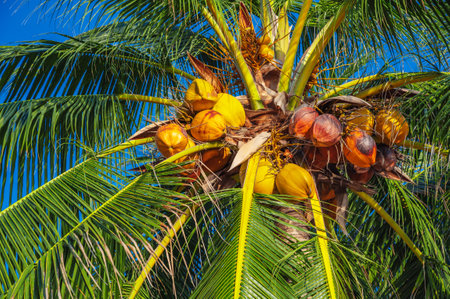 coconuts growing on coconut palm tree with green foliage against the skyの写真素材