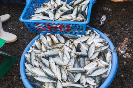 Sale of fresh fish at street seafood market in Vietnam in Asiaの写真素材