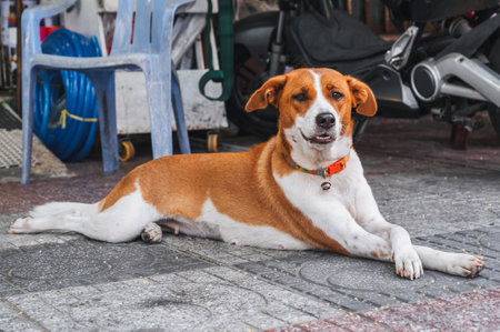 Portrait of a dog in a collar, looking away and resting on a footpathの写真素材