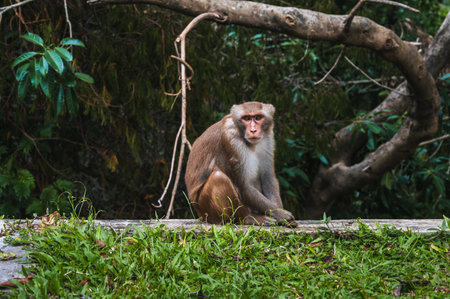 sad wild monkey in nature on monkey Mountain in Da Nang in Vietnam