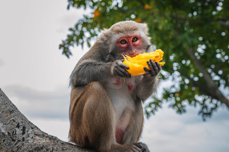 monkey eats mango sitting on a tree in the forest in wild natureの写真素材