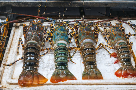 live fresh lobsters on the counter at night market in Vietnam in Asiaの写真素材