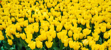 field of yellow blooming tulips flowers in garden in spring. Beautiful floral background