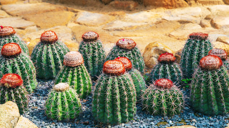 flowering cacti in greenhouse at the Succulent Botanical Garden