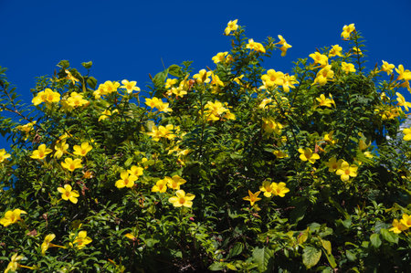 yellow alamanda flowers bloom in the gardenの写真素材