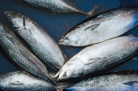 catch of fresh sea fish mackerel at seafood market in Asia