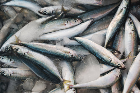 catch of fresh sea fish in ice in a container at seafood market in Asiaの写真素材
