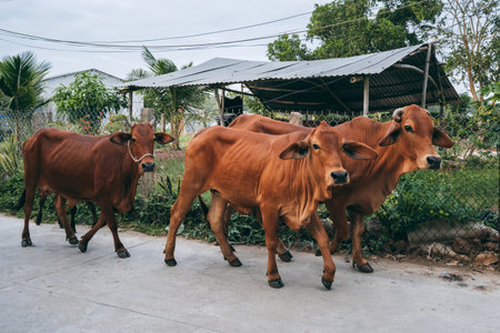 herd of cows walks down the street in a village in Asia in Vietnamの写真素材