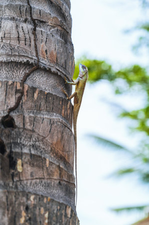 Vietnamese Blue Crested Lizard or Calotes bachae on palm tree in the wild nature in Vietnam in Asiaの写真素材