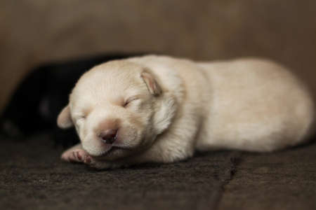 sleeping puppy
