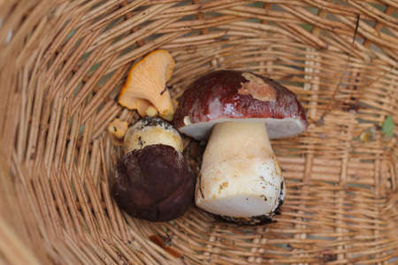 freshly picked mushroom in basketの写真素材
