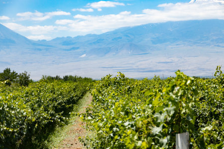 A vineyard flourishes in the Ararat plain with majestic mountains in the backdrop, showcasing natures harmony and beauty.の写真素材
