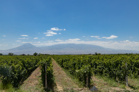A breathtaking view of a vineyard stretching across the Ararat plain, with a towering mountain looming in the background.の写真素材