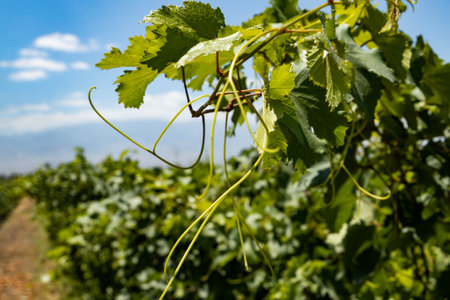 Lush vines sway gracefully in the breeze, thriving in the fertile soil of an Armenian Ararat vineyard.の写真素材