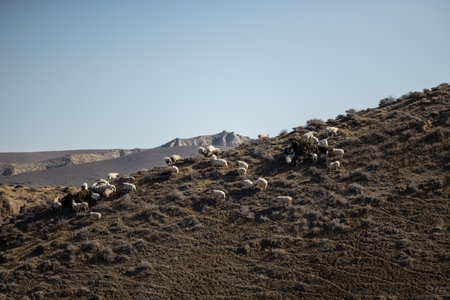A herd of sheep, including rams, making their way up a lush green hill in Georgia.の写真素材